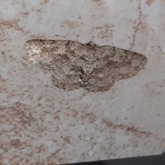 Bryoptera subbrunnea