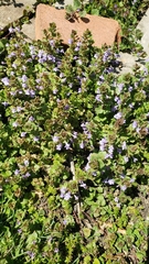 Glechoma hederacea
