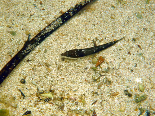 Genus Enigmapercis · iNaturalist