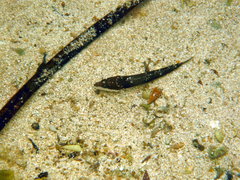 Platycephalus laevigatus