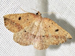 Pareclipsis punctata