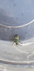 Carabidae