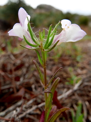 Misopates calycinum