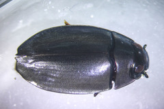Dineutus nigrior