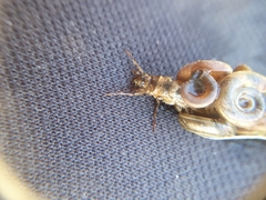 Trichoptera
