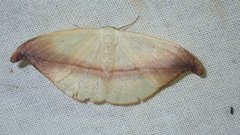 Patalene semibrunnea