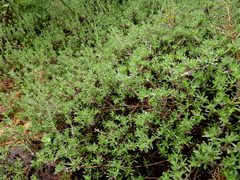 Satureja salzmannii