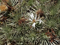 Celmisia sessiliflora