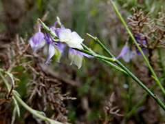Polygala microphylla