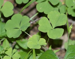 Oxalis illinoensis