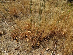 Lichtensteinia lacera