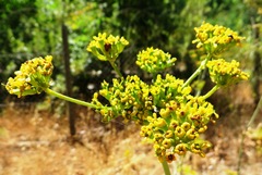 Lichtensteinia lacera