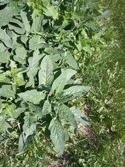 Symphytum caucasicum