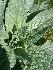 Symphytum caucasicum