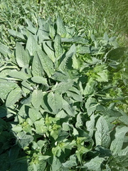 Symphytum caucasicum