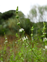 Sideritis arborescens