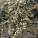 Tarchonanthus camphoratus - Photo (c) Peter Erb, algunos derechos reservados (CC BY-NC), subido por Peter Erb