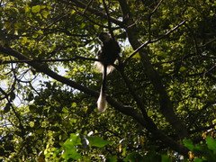 Colobus guereza matschiei