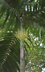 Areca