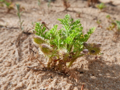 Daucus minusculus