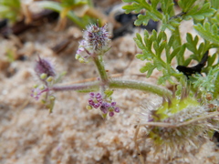 Daucus minusculus