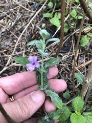 Dyschoriste crenulata