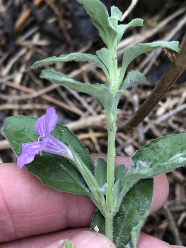 Dyschoriste crenulata, photograph 3