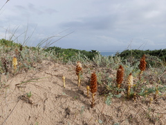 Orobanche densiflora