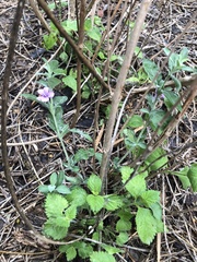 Dyschoriste crenulata