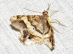 Chiasmia umbrata