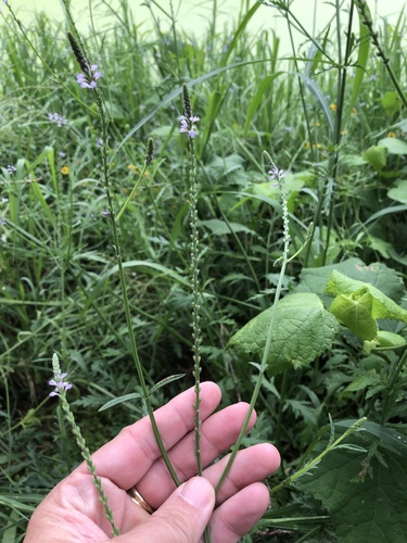 Rio Grande vervain (Verbena runyonii)