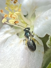Lasioglossum coeruleum