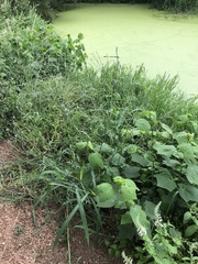 Verbena runyonii