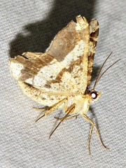 Chiasmia umbrata