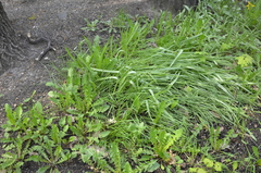 Ornithogalum boucheanum