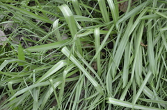Ornithogalum boucheanum