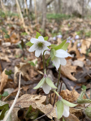 Hepatica acutiloba