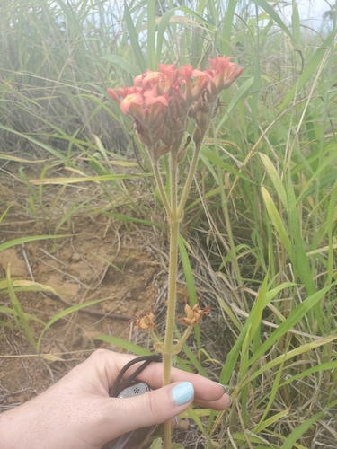 Image of Kalanchoe lateritia by (c) Maura, some rights reserved (CC BY)