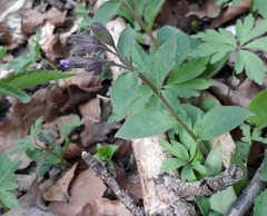 Pulmonaria officinalis