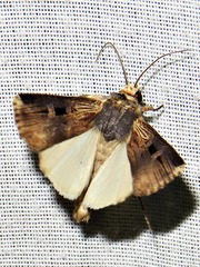 Effractilis effracta