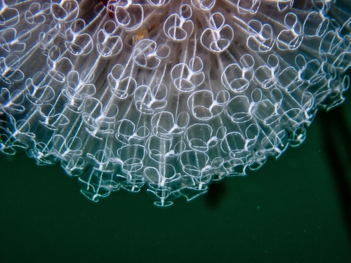 Lightbulb Sea Squirt, Simon's Town Naval Base, photo 9 of 10