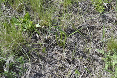 Colchicum bulbocodium