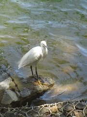 Egretta garzetta