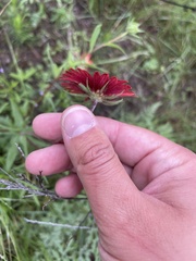 Gaillardia amblyodon