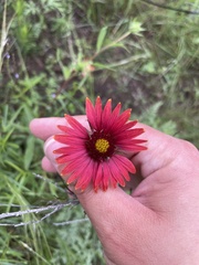 Gaillardia amblyodon