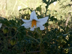 Solanum sisymbriifolium