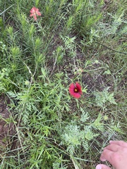 Gaillardia amblyodon