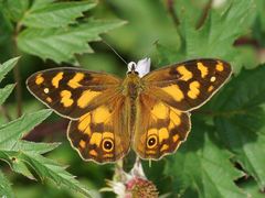 Heteronympha solandri