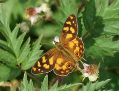 Heteronympha solandri