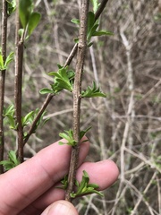 Citharexylum brachyanthum